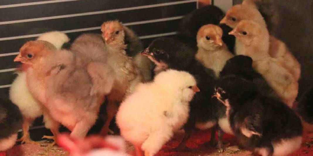 Hobisi yeniliğe itti, iş yerine kuluçhane getirdi! Yurt dışından özel getirtip yetiştiriyor,  oldukça ilgi görüyor 7